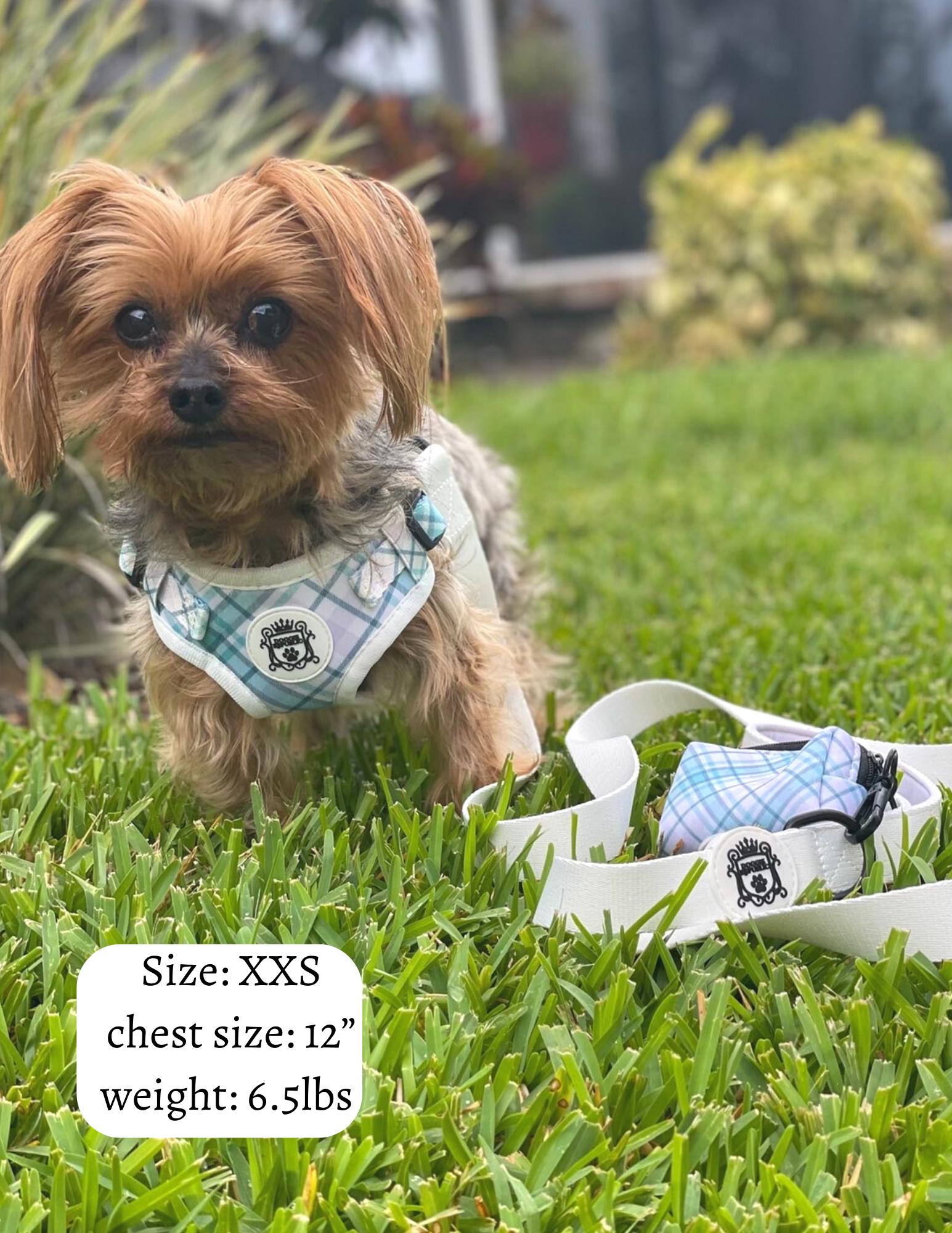 Sport dog harness clearance set